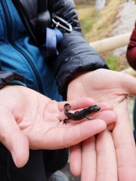 Pupek v mlaki Izlake